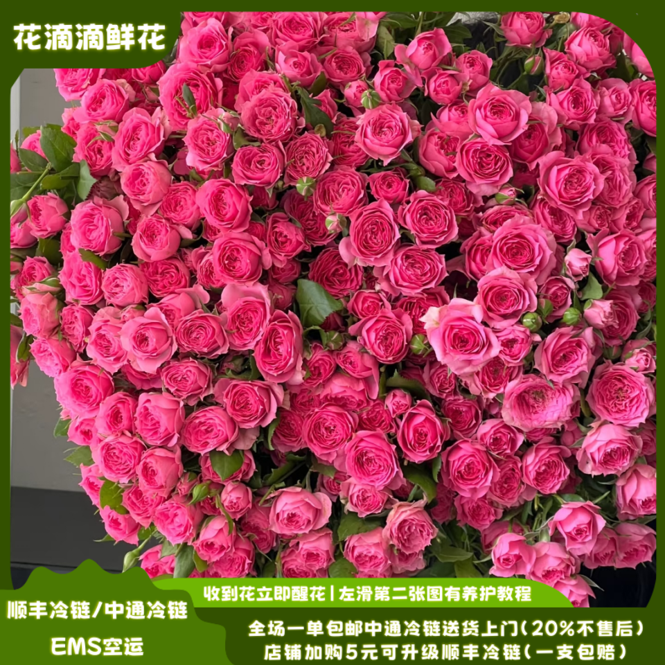 多头玫瑰苏菲宝贝，云南鲜花基地直发