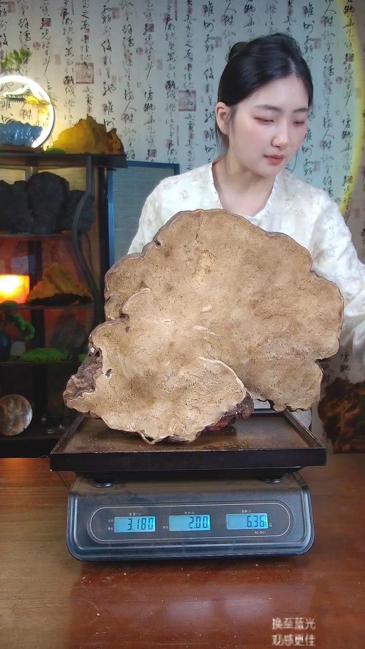 红缘拟层孔菌中国大陆【藏区 野生】红缘树舌（6.1斤）70-80年份