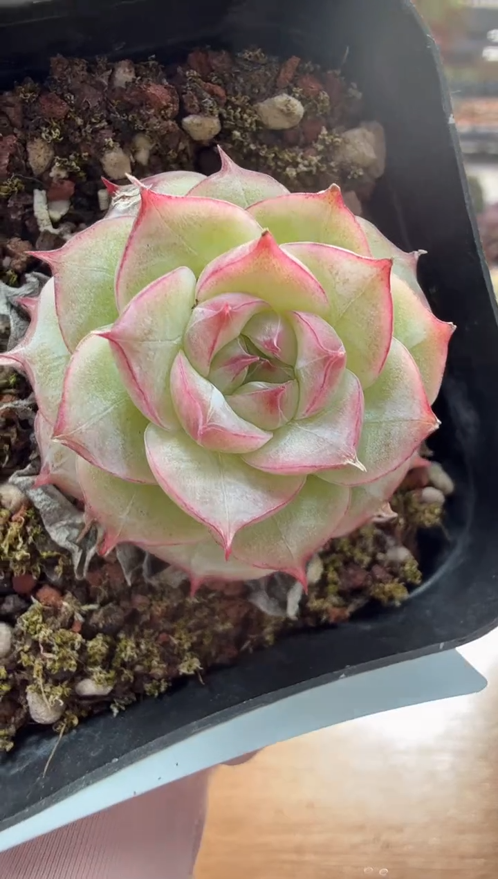 东云多肉园二店-134