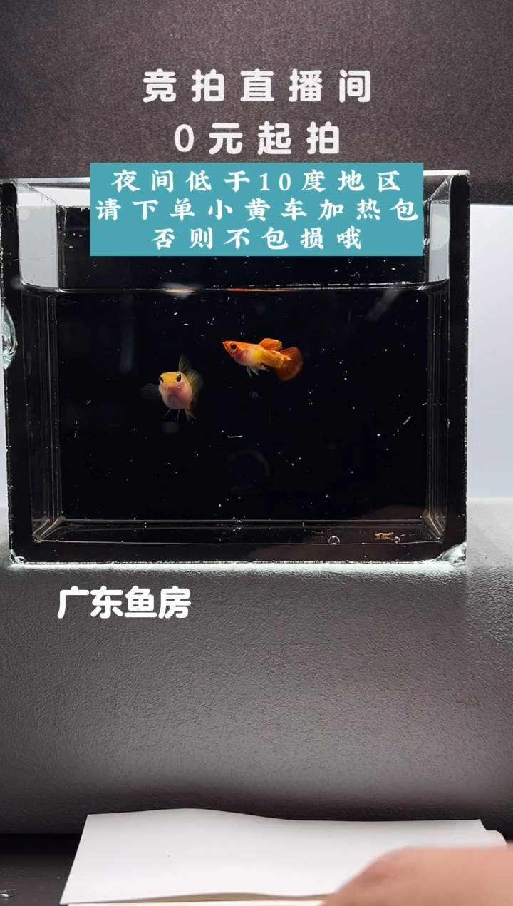 孔雀鱼红头皇家落日一对编号牌75