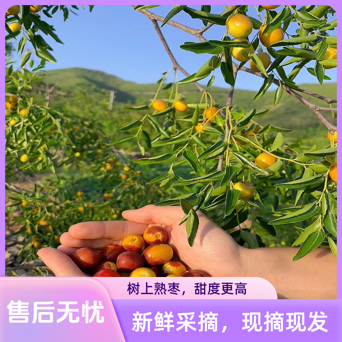  沂蒙山新鲜现摘酸枣 脆甜可口的应季水果