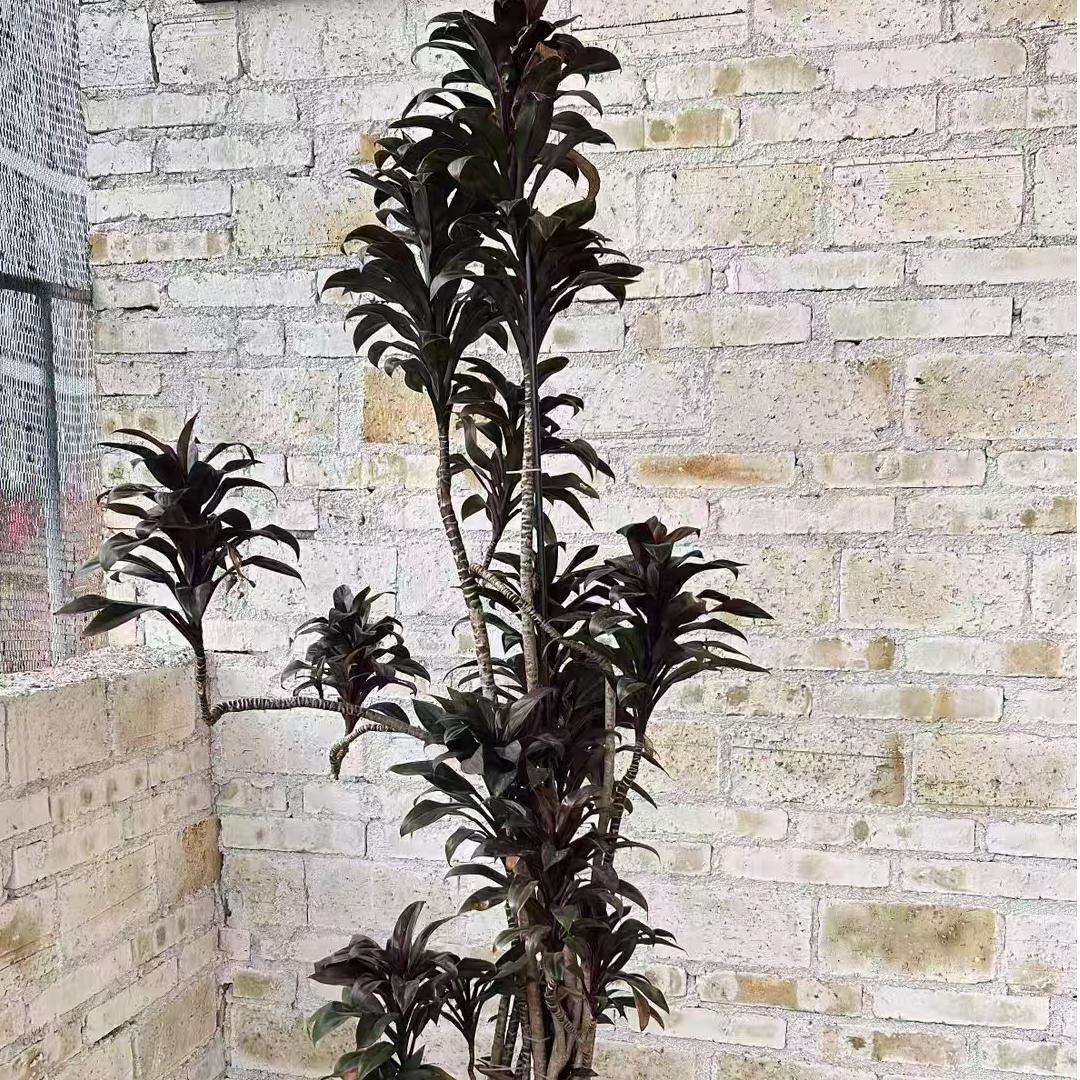 娃娃朱蕉盆栽大型观叶植物紫气东来客厅净化空气花卉绿植盆栽室内