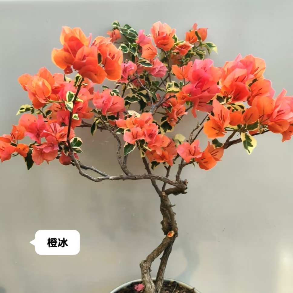 【橙冰四季盆】三角梅喜光易养护室内外庭院花卉观赏原盆土根系好