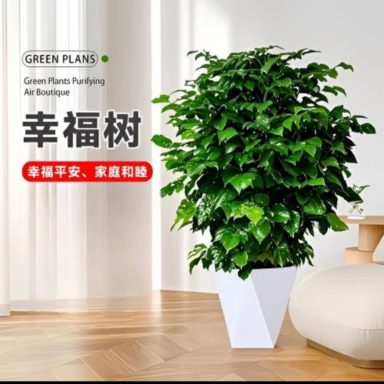 丛生幸福树【60- 70cm】高绿宝 室内室外绿植盆栽花卉 四季常绿qw