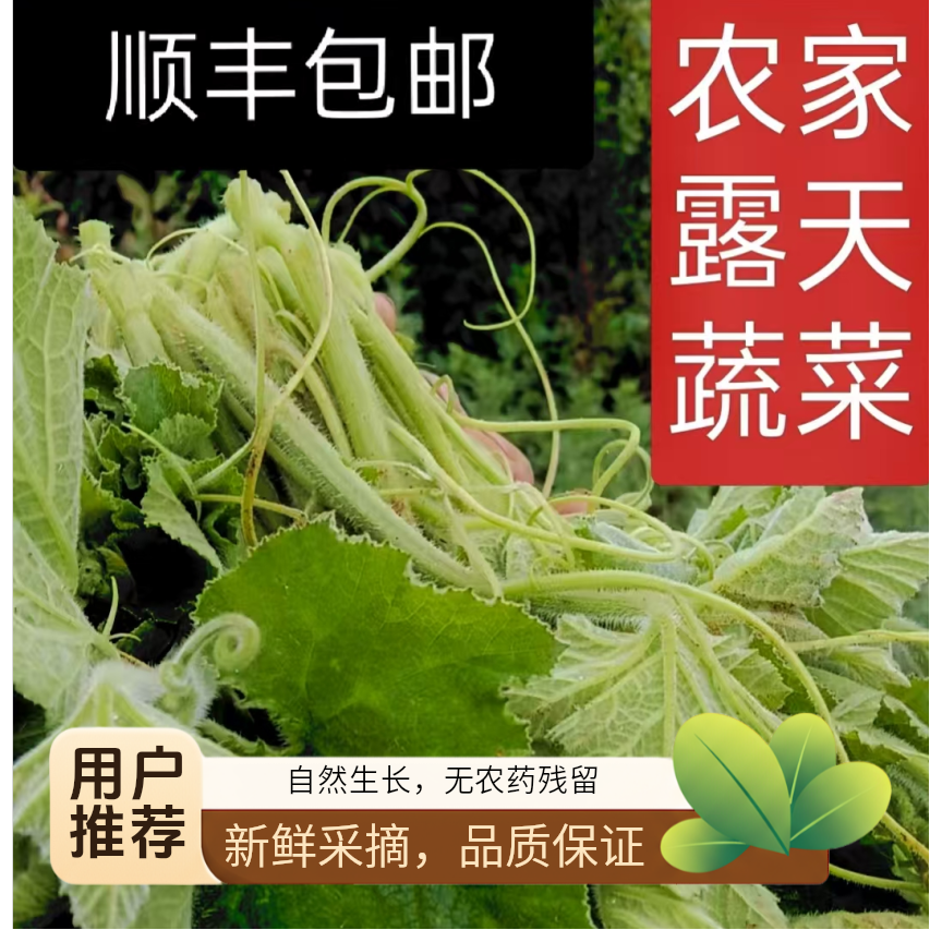四川贵州新鲜现摘南瓜尖南瓜藤南瓜叶农家自种蔬菜农家菜顺丰包邮