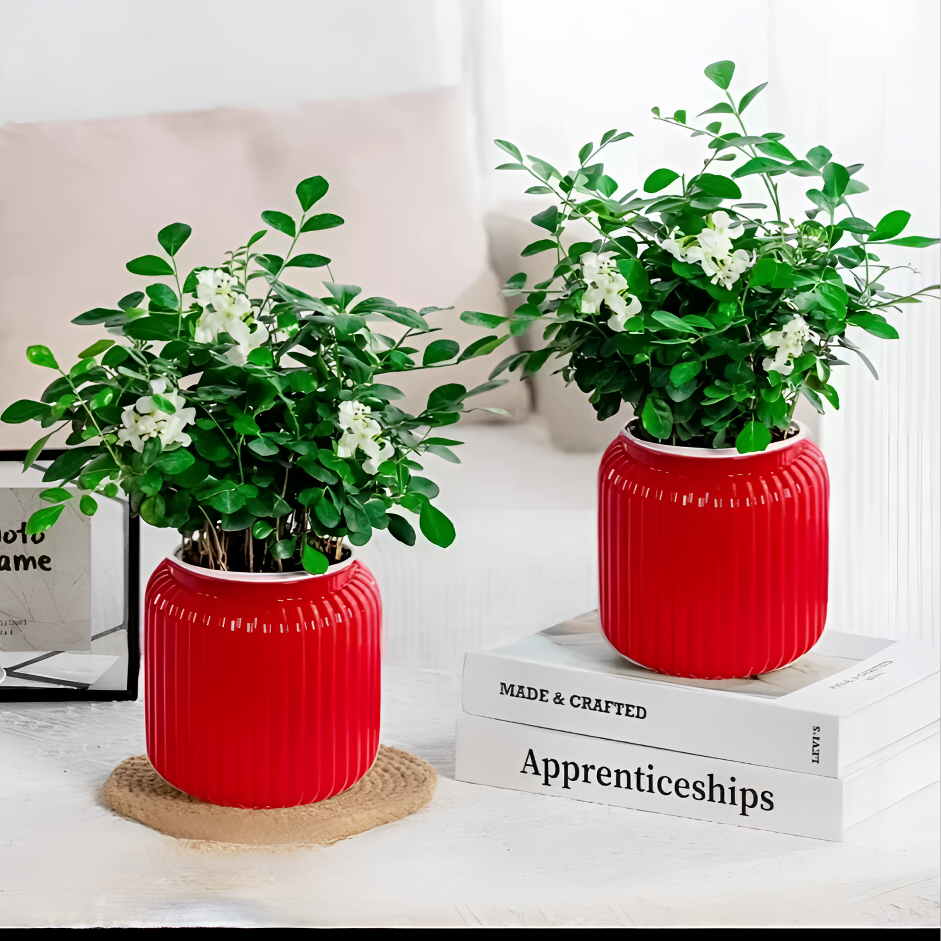 【买一送一】九里香室内净化空气美观四季常青办公室桌面绿植盆栽