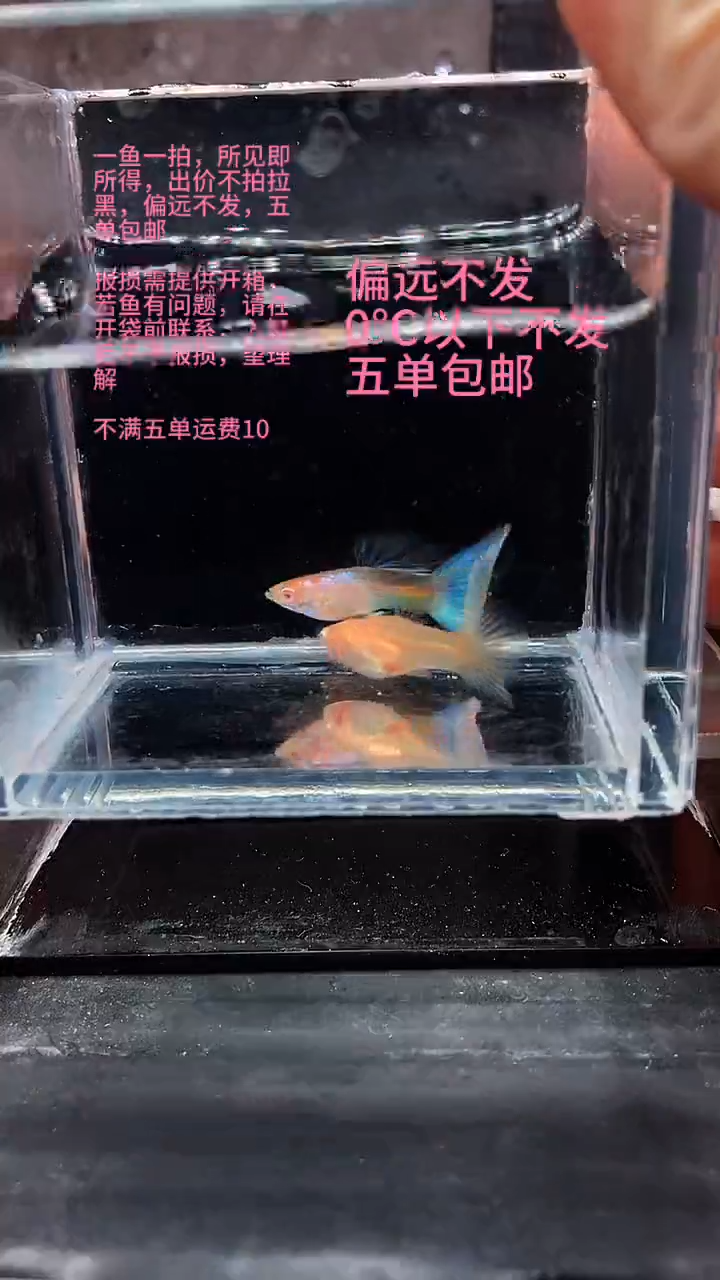 孔雀鱼孔雀鱼 03
