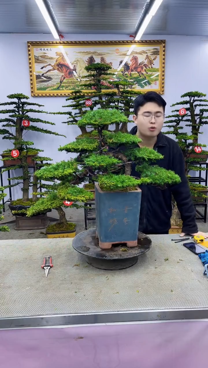 【闪购商品】八斗松/松类活物造型盆景，以直播间截图为啊啊啊啊