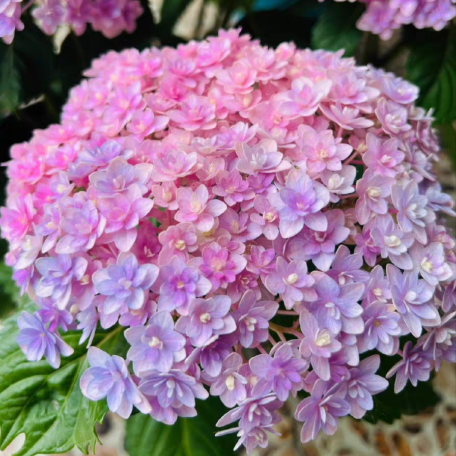 【花手鞠】重瓣大花绣球多季节开花花型大窗台阳台地栽耐热美观