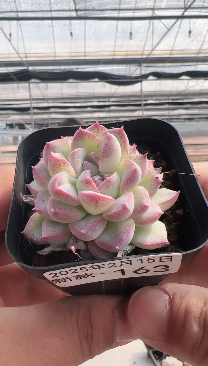 【闪购商品】新款多肉-163