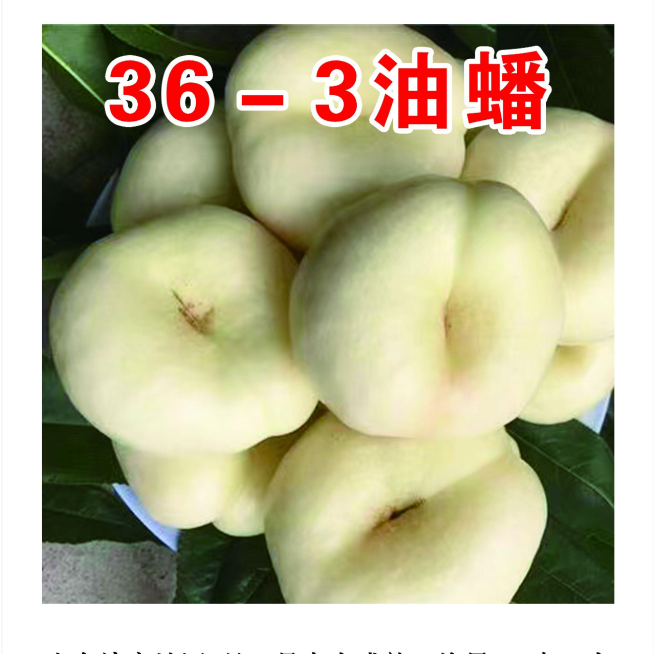 36-3油蟠一年生种子