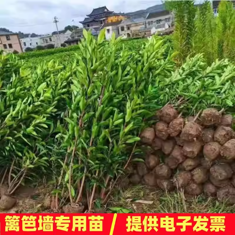 法国冬青树苗庭院绿篱篱笆围墙耐寒珊瑚树四季常青北海道大叶黄杨