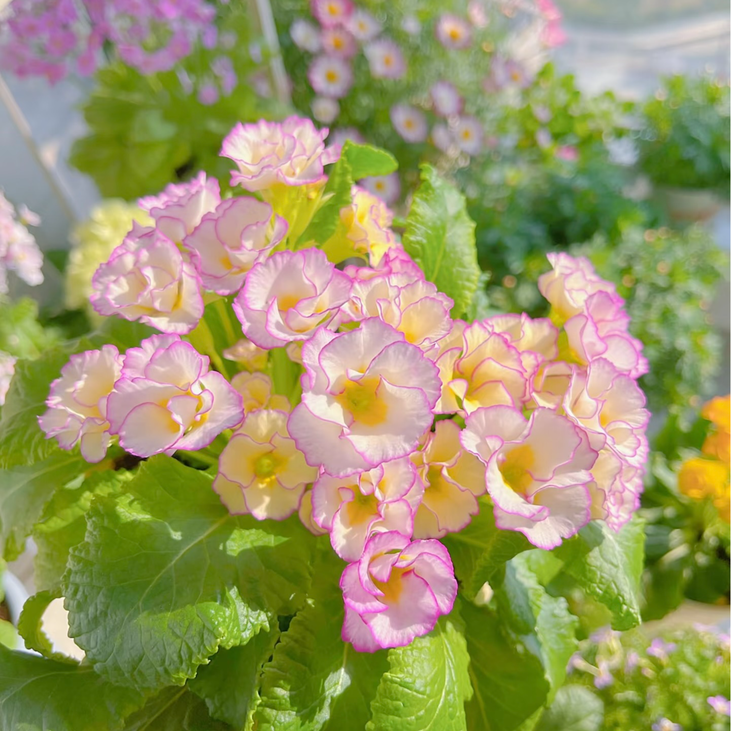 【玫瑰报春花】盆栽花卉（好看好养，耐热，神仙颜值）