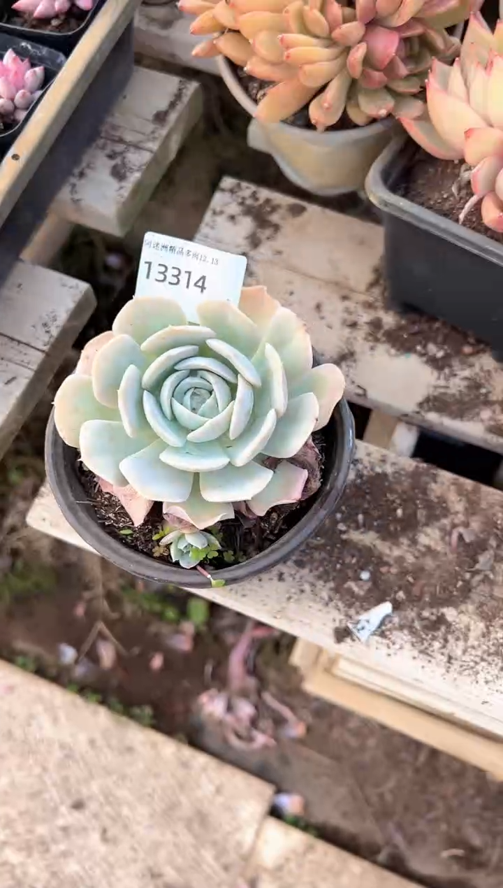 小**矣多肉植物一物一拍13314