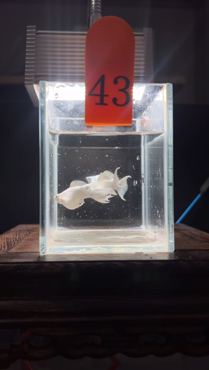 孔雀鱼瓷白玛丽球钻眼43