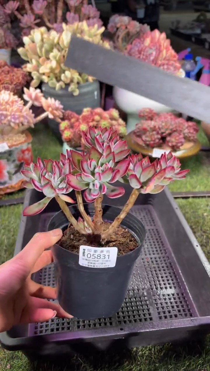 【闪购商品】05831