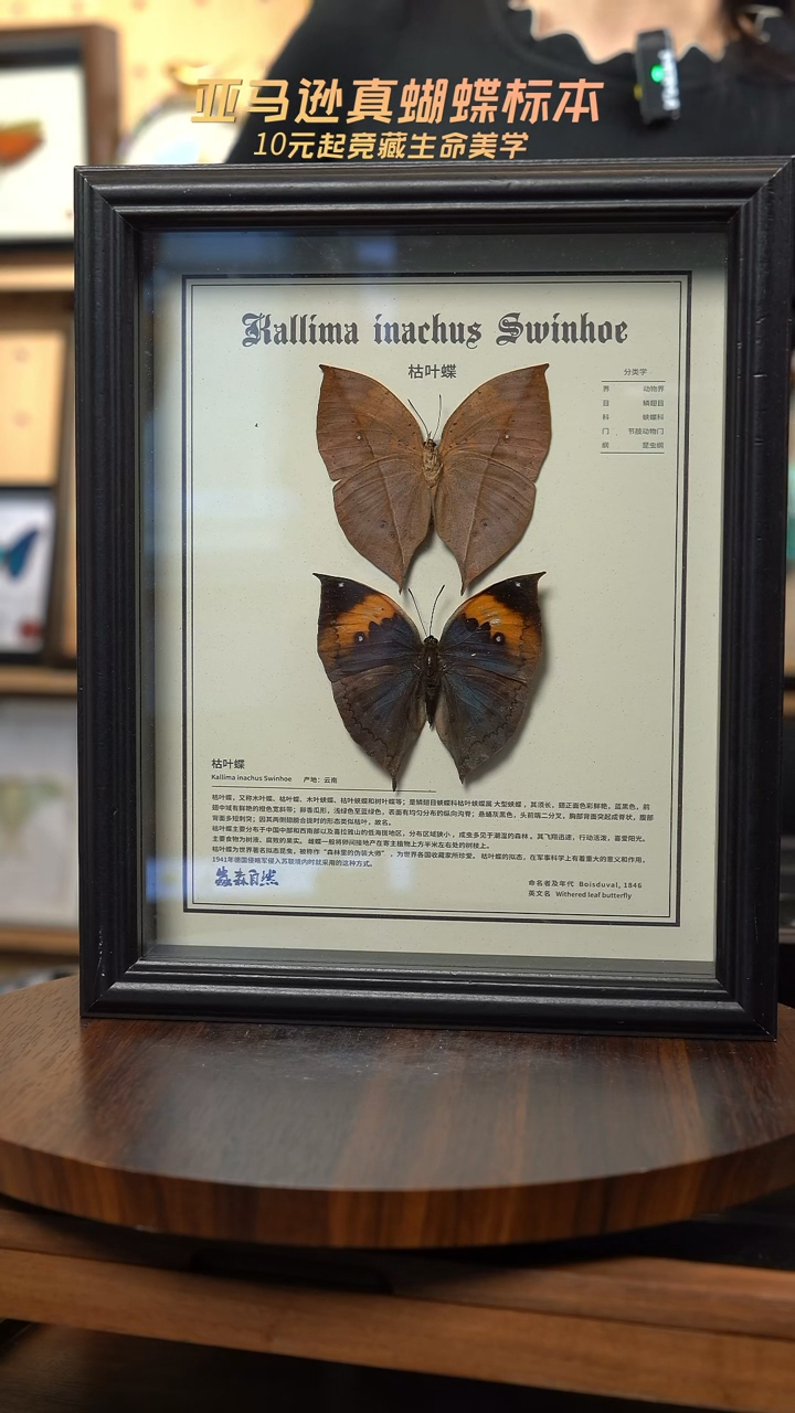 枯叶蝶正反两只中文版10寸欧式框
