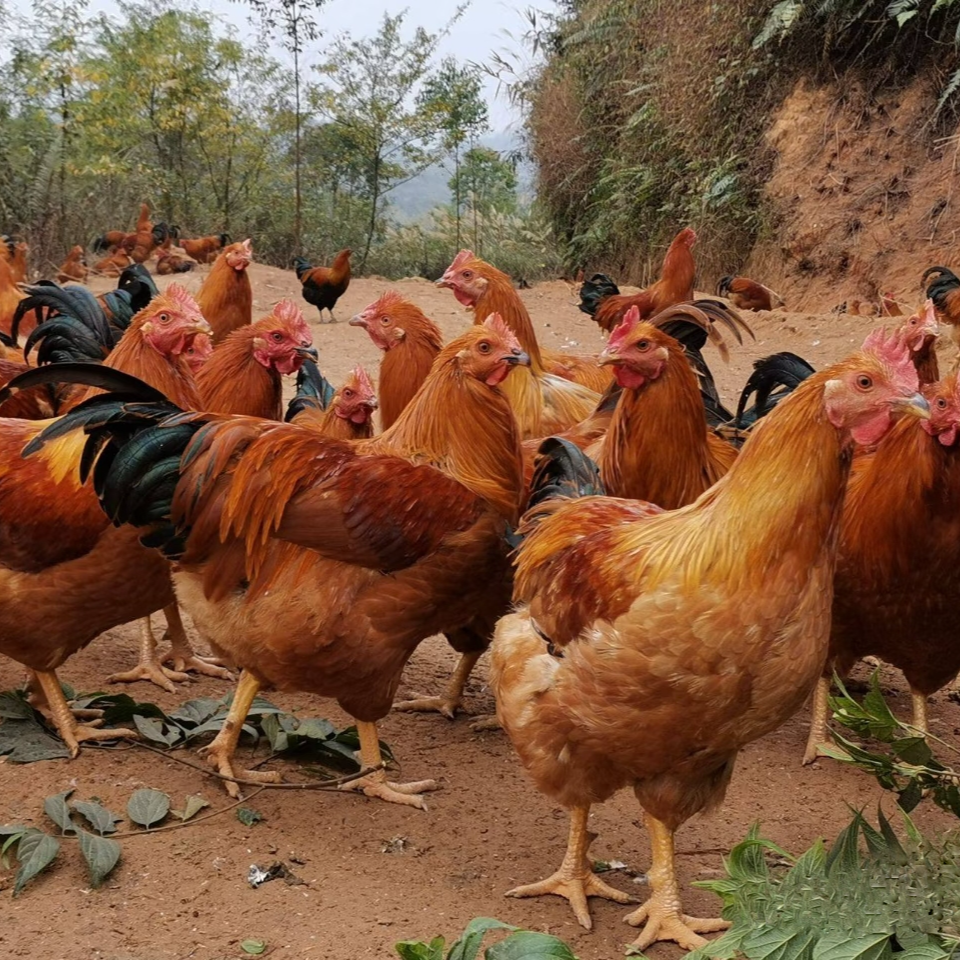 2只清远走地大扇鸡  养足半年 新鲜现杀现发