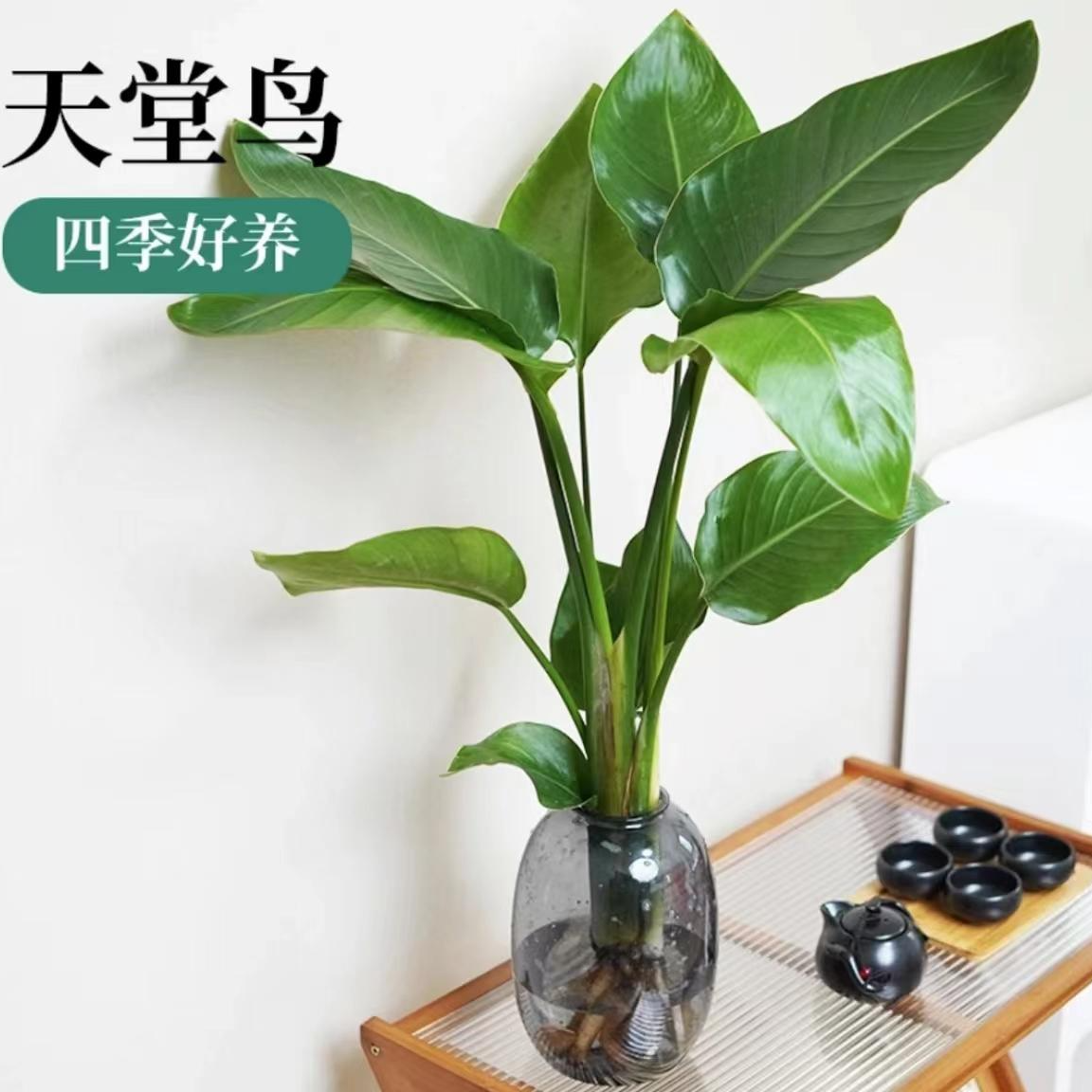 【2棵水培天堂鸟】40-50cm好养大叶绿植四季办公室内吸甲醛好看云