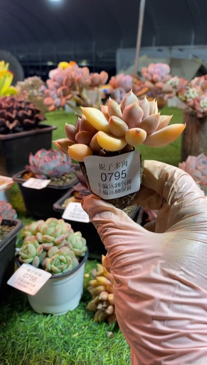 【闪购商品】0795a