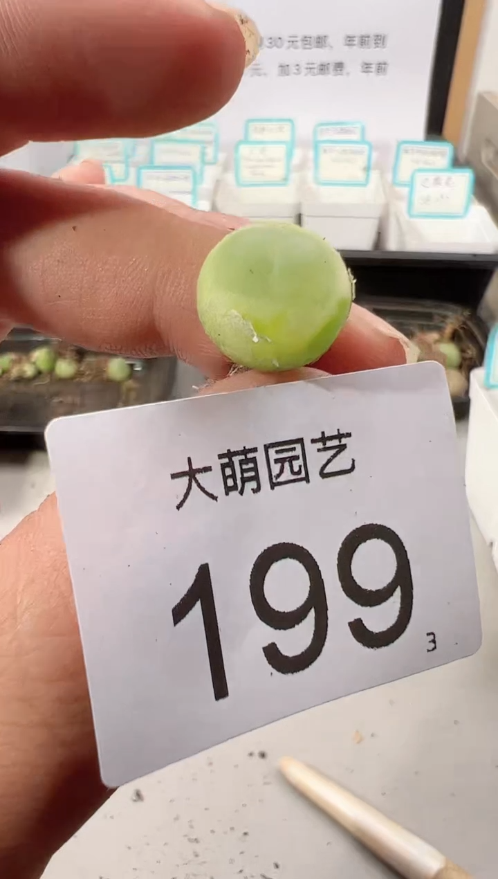 【闪购商品】++++199