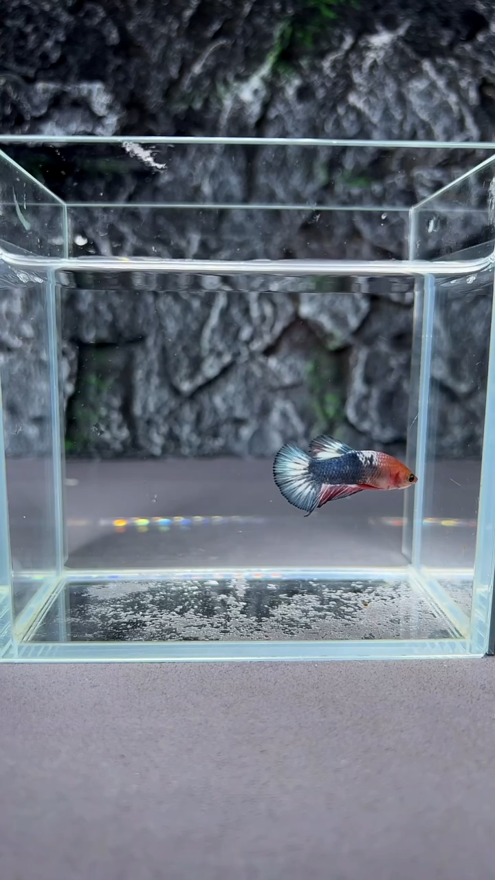 斗鱼竞拍链接S006