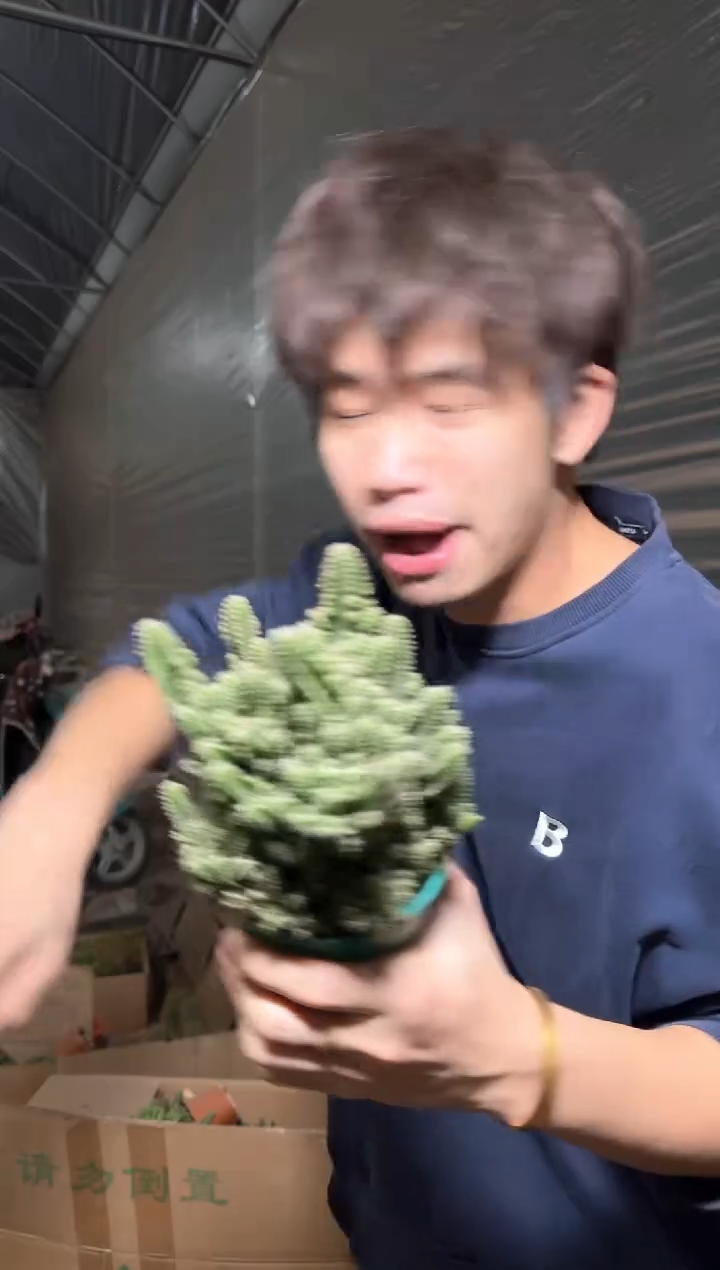 5颗 万重山 群生【带根】