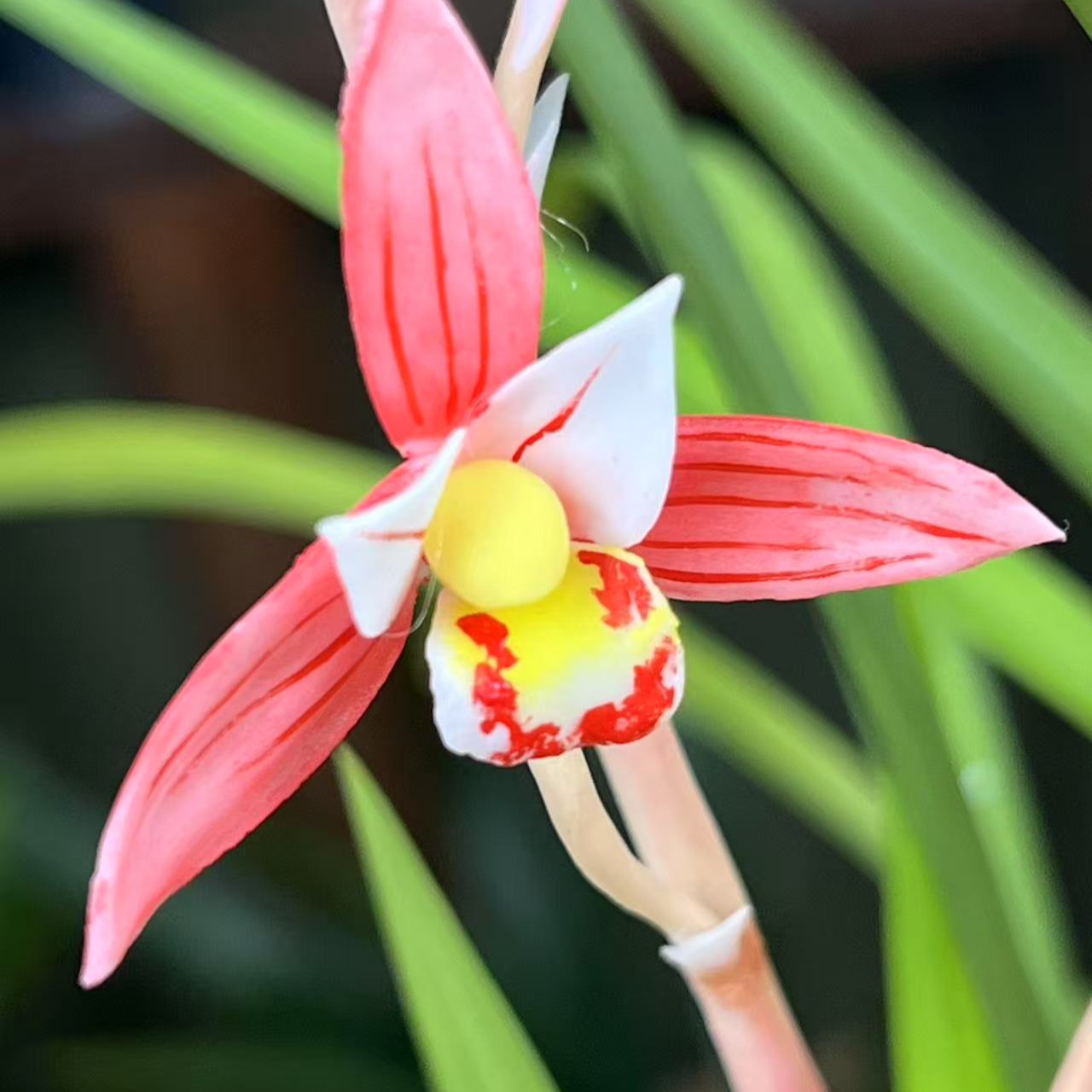 精品名贵兰花【红娘醉3-5花剑】四季开花勤花好养盆栽绿植