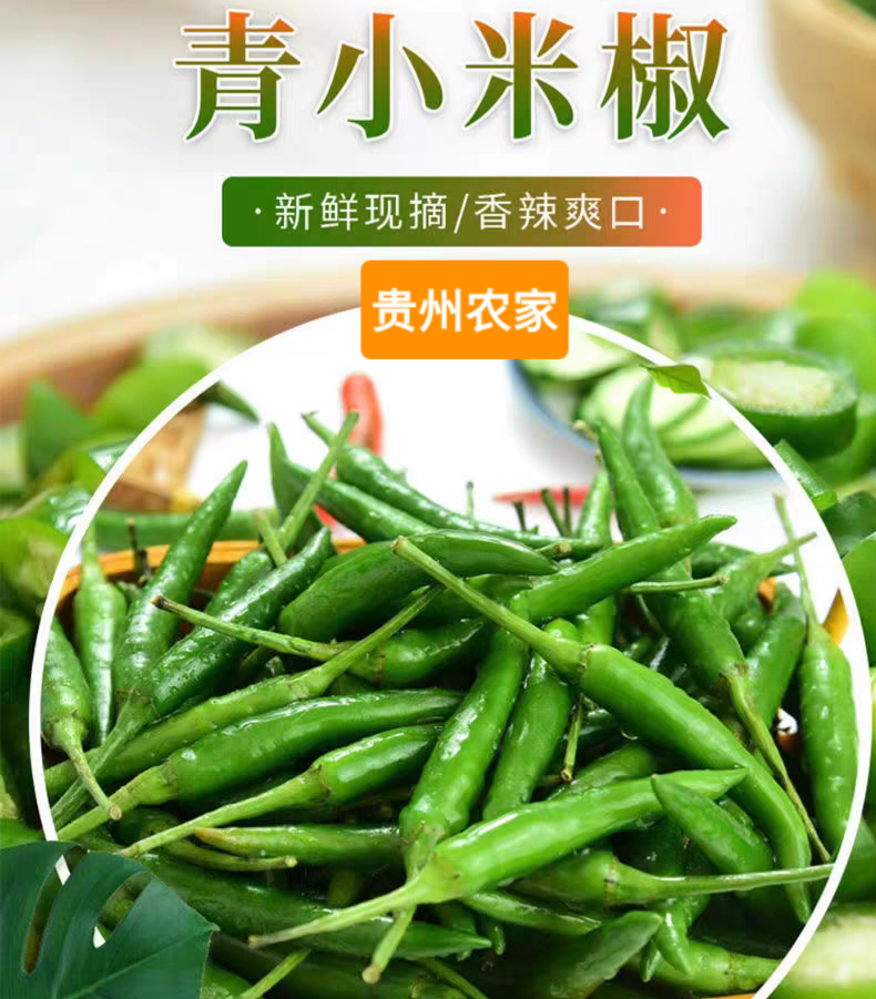 贵州特产新鲜蔬菜露天【农家小米辣】朝天椒青辣椒当季新鲜现摘现发