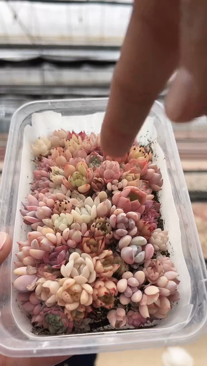 【闪购商品】新款多肉-94（幼稚园）