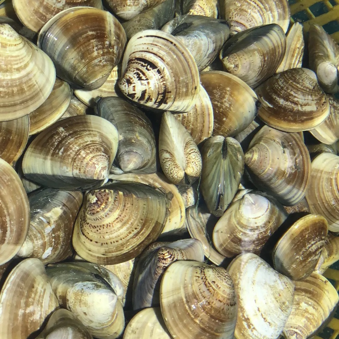 【鲜活文蛤】 500g