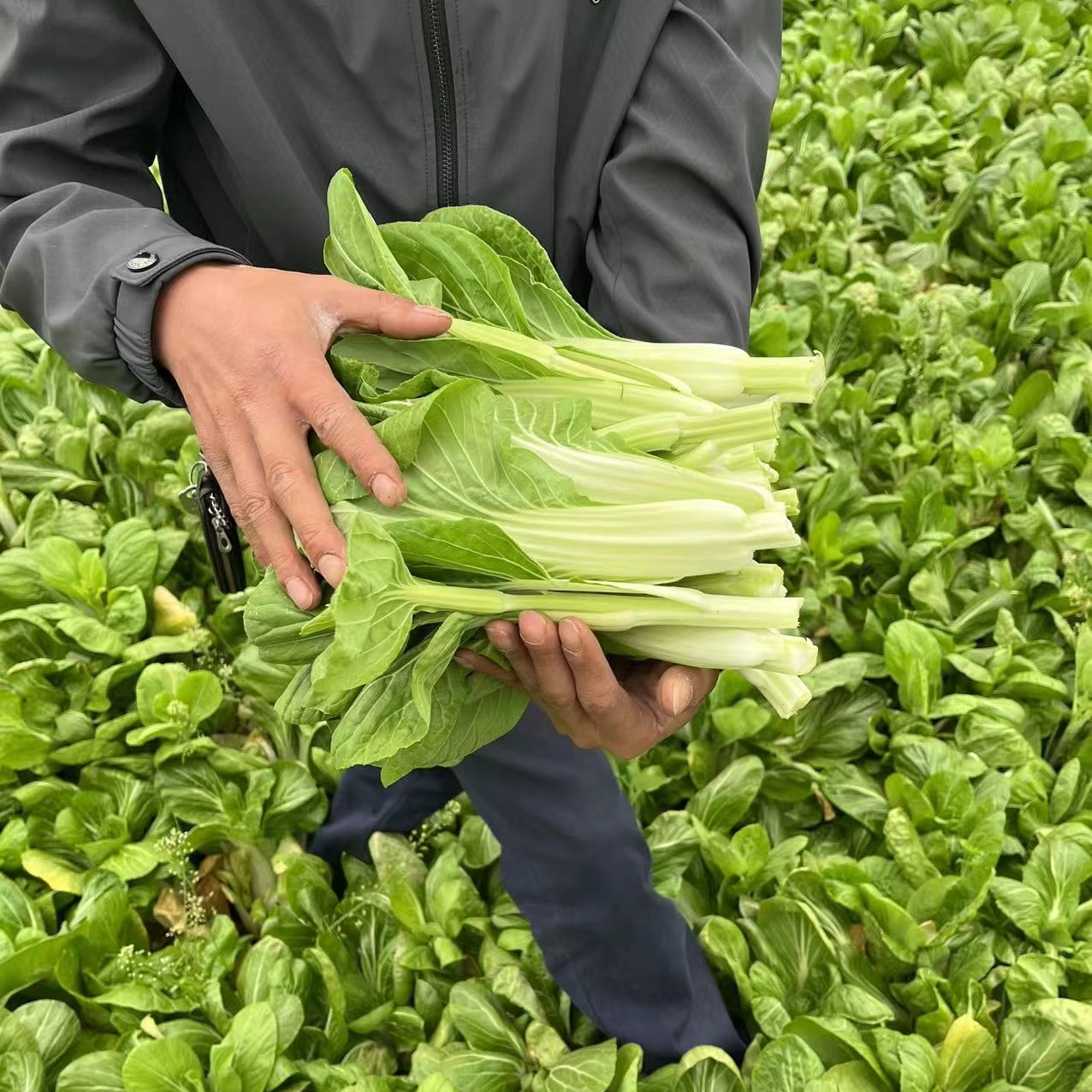 【现场称重】农家自制特产 蔬菜 干货