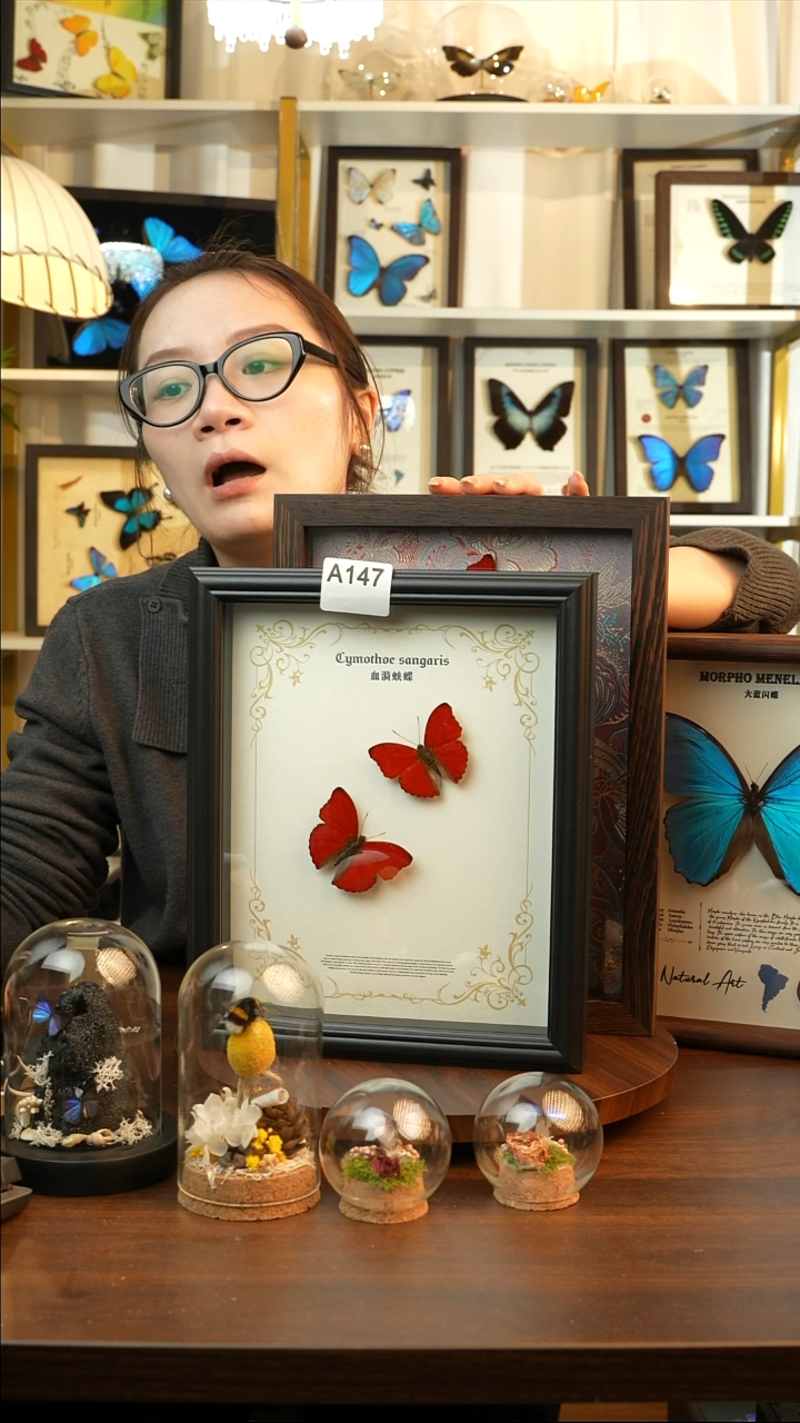 血漪蛱蝶双碟A147