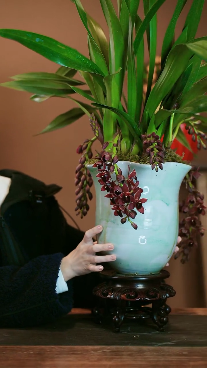 【闪购商品】盆景世界宝石