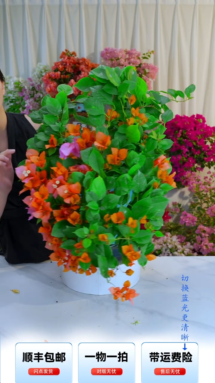 大部分开放少量花苞变色龙