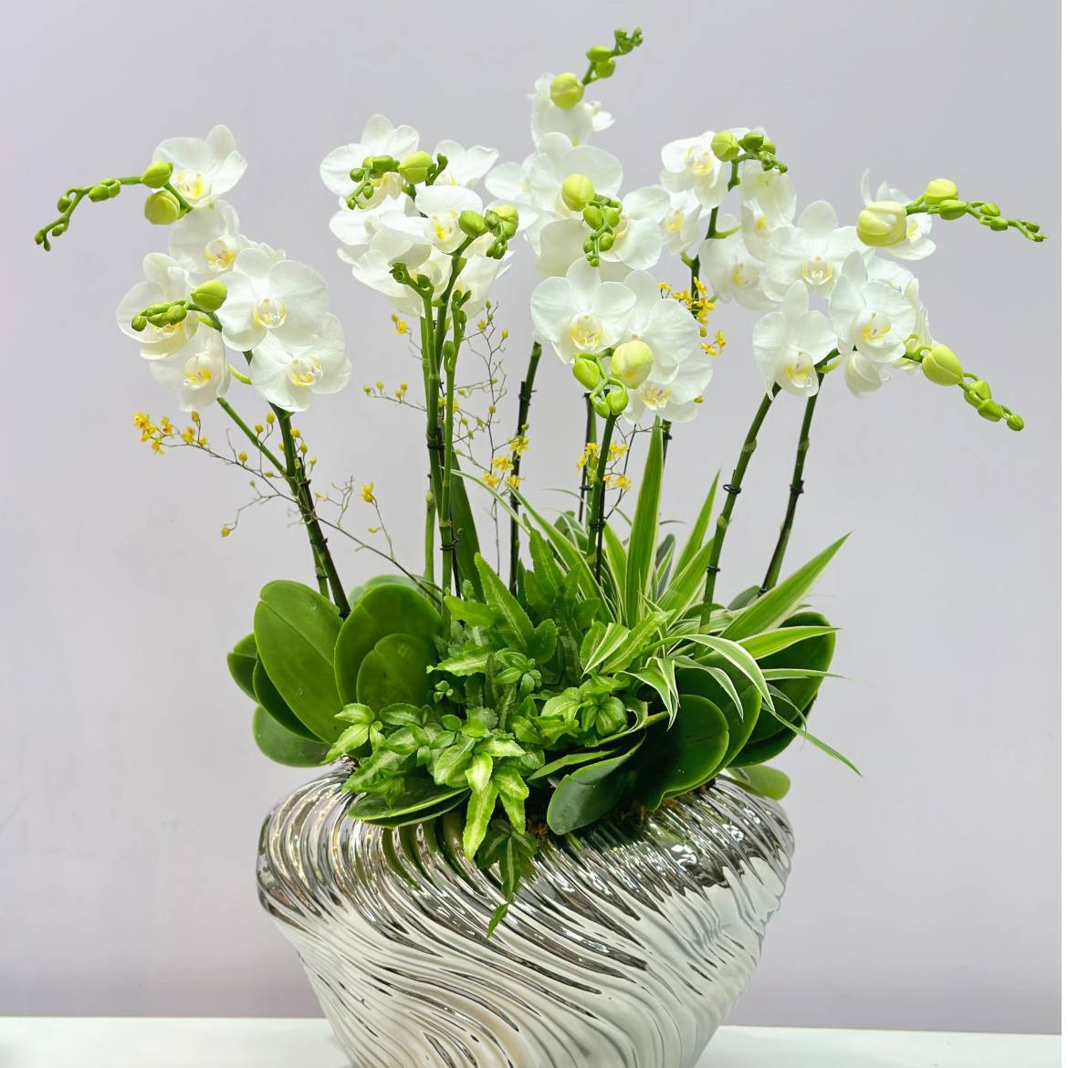 【阿玛】蝴蝶兰~高档、美观室内花卉