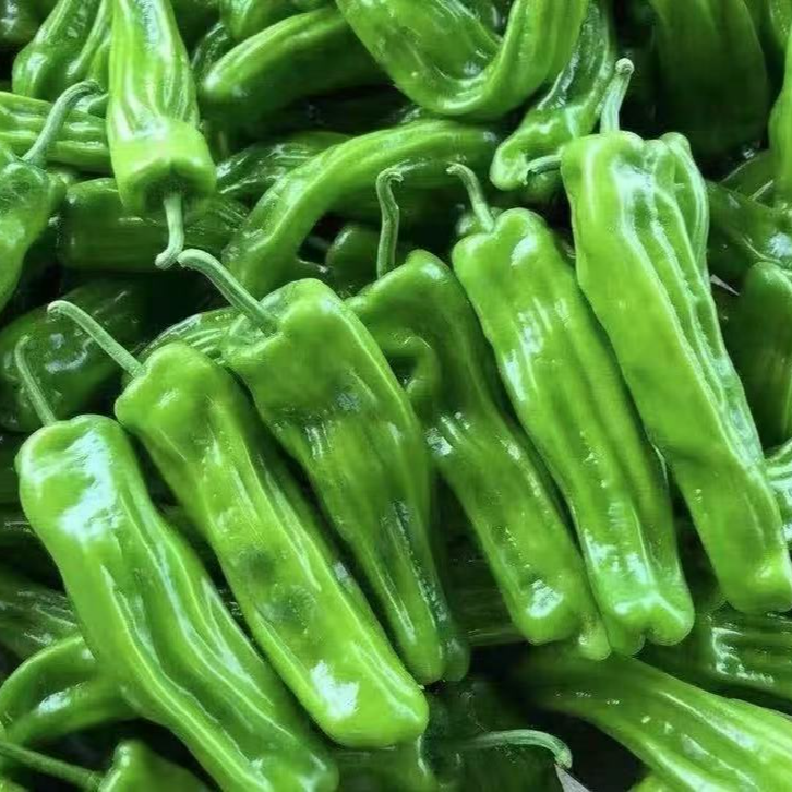 【不辣大青椒】2025年新鲜不辣大青椒不辣老人小孩孕妇可吃下饭现摘