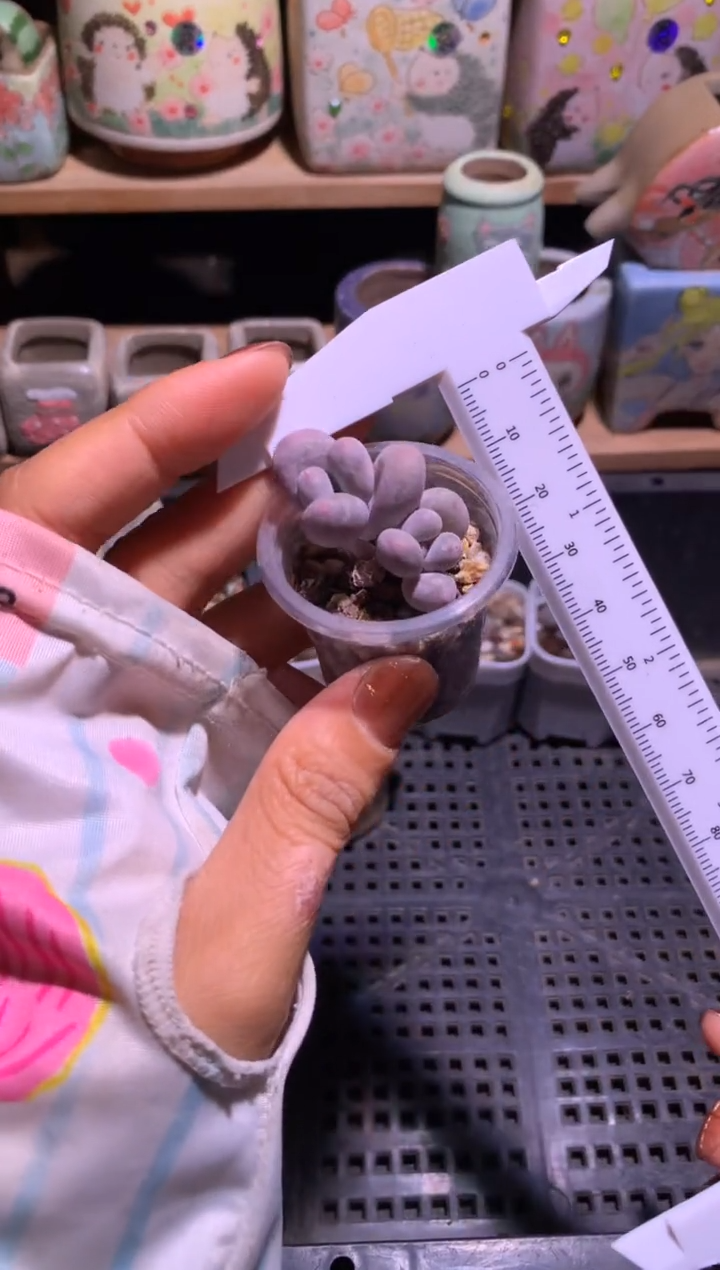 双头彩虹奶酪多肉