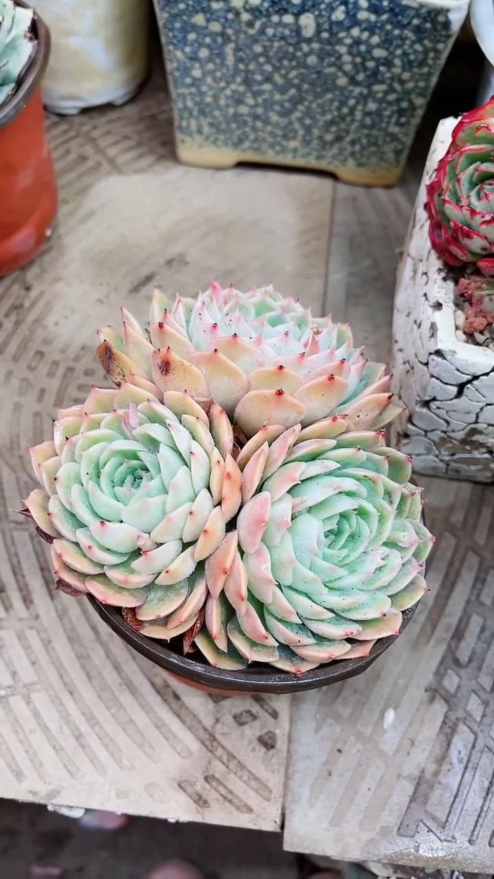 【闪购商品】16025