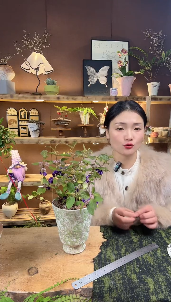 无花朵082紫珠加盆一套