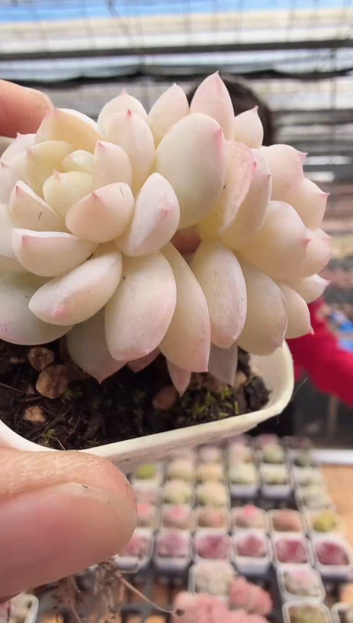 东云多肉园新款-166