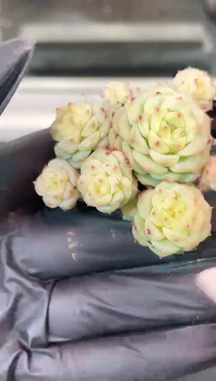 闪购1861 新个体群 多肉一颗   