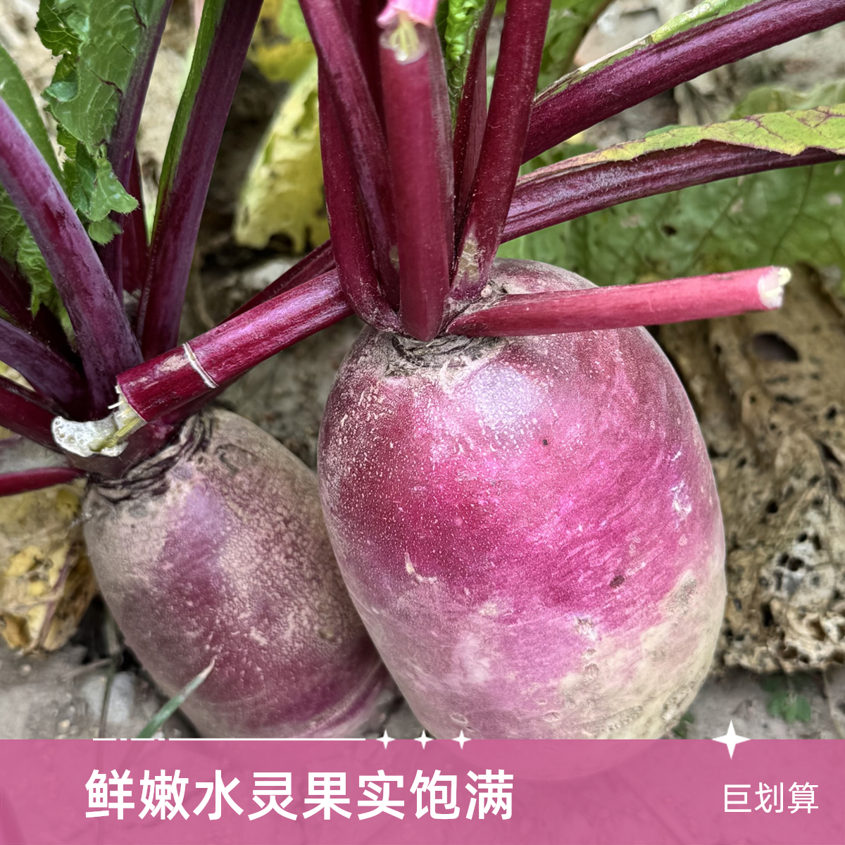 上海南汇露天奶油一点红萝卜新鲜甜脆水果型