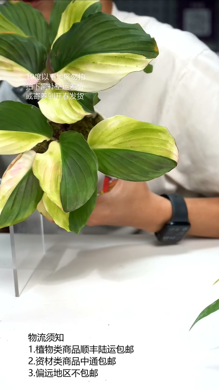 完全开放孔雀姜锦