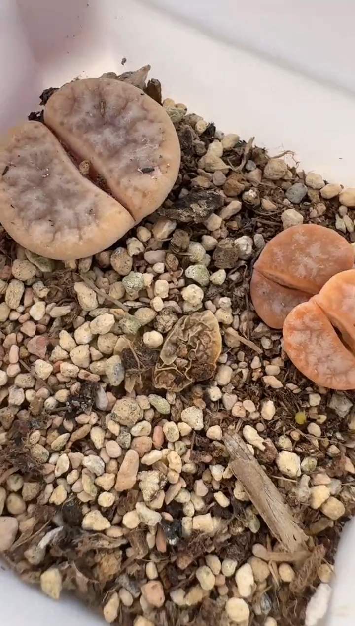 【闪购商品】16-91