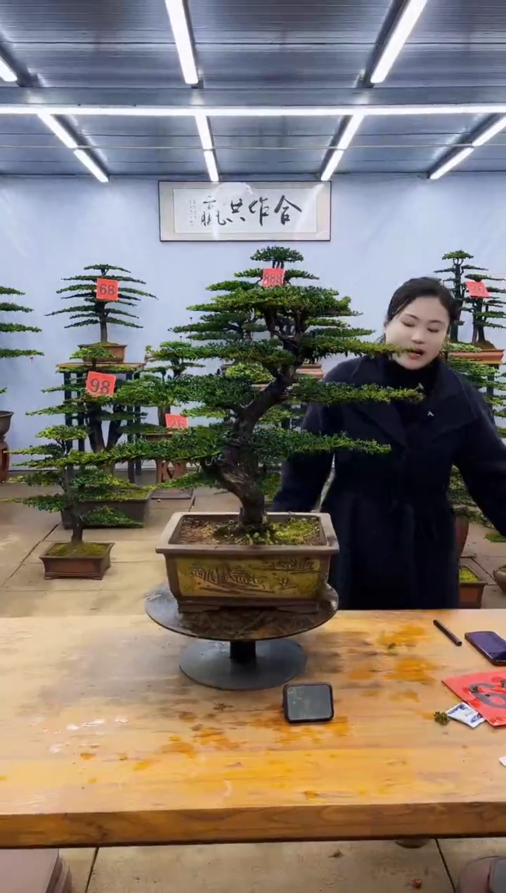 【闪购商品】高端盆景一物一拍，所见即所得