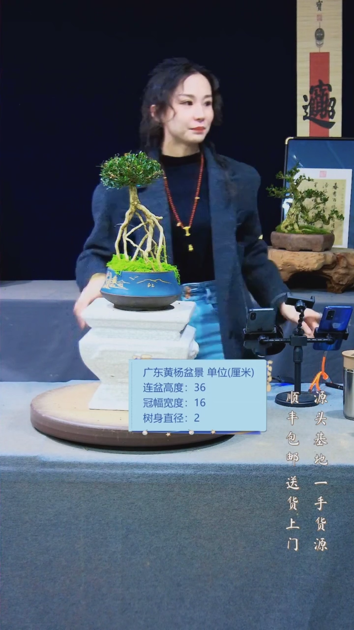 【闪购商品】雀舌黄杨盆景雀舌黄杨盆景