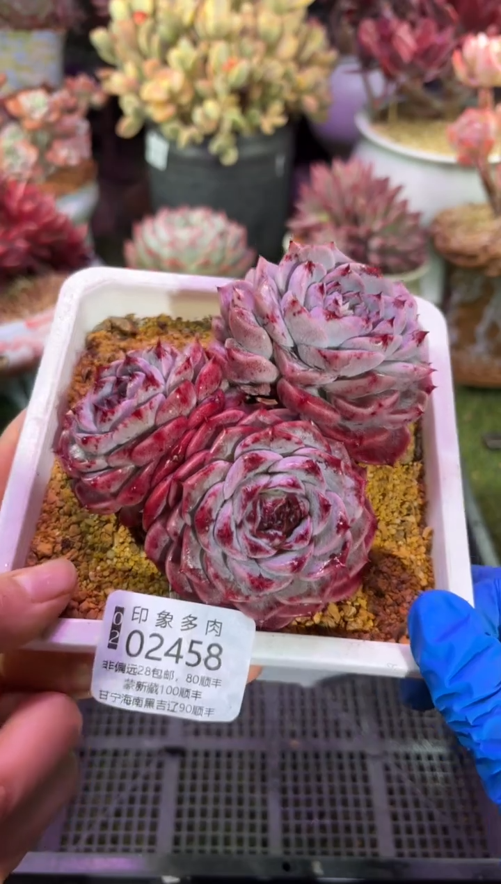 【闪购商品】02458