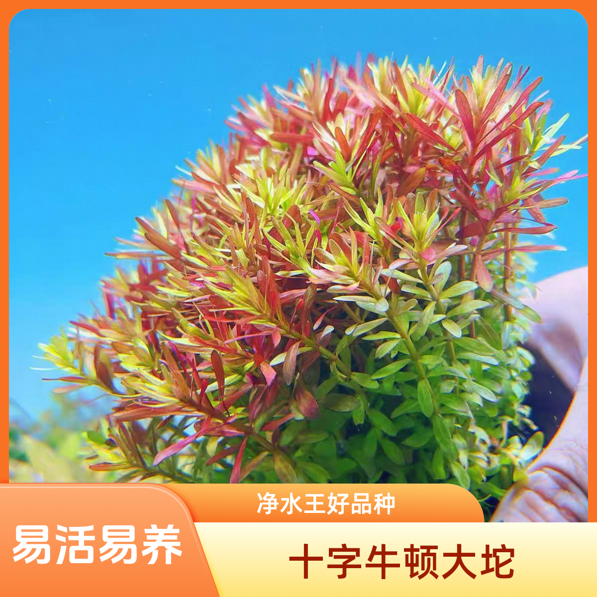 【十字牛顿坨草】 阴性水草   新水懒人坨草