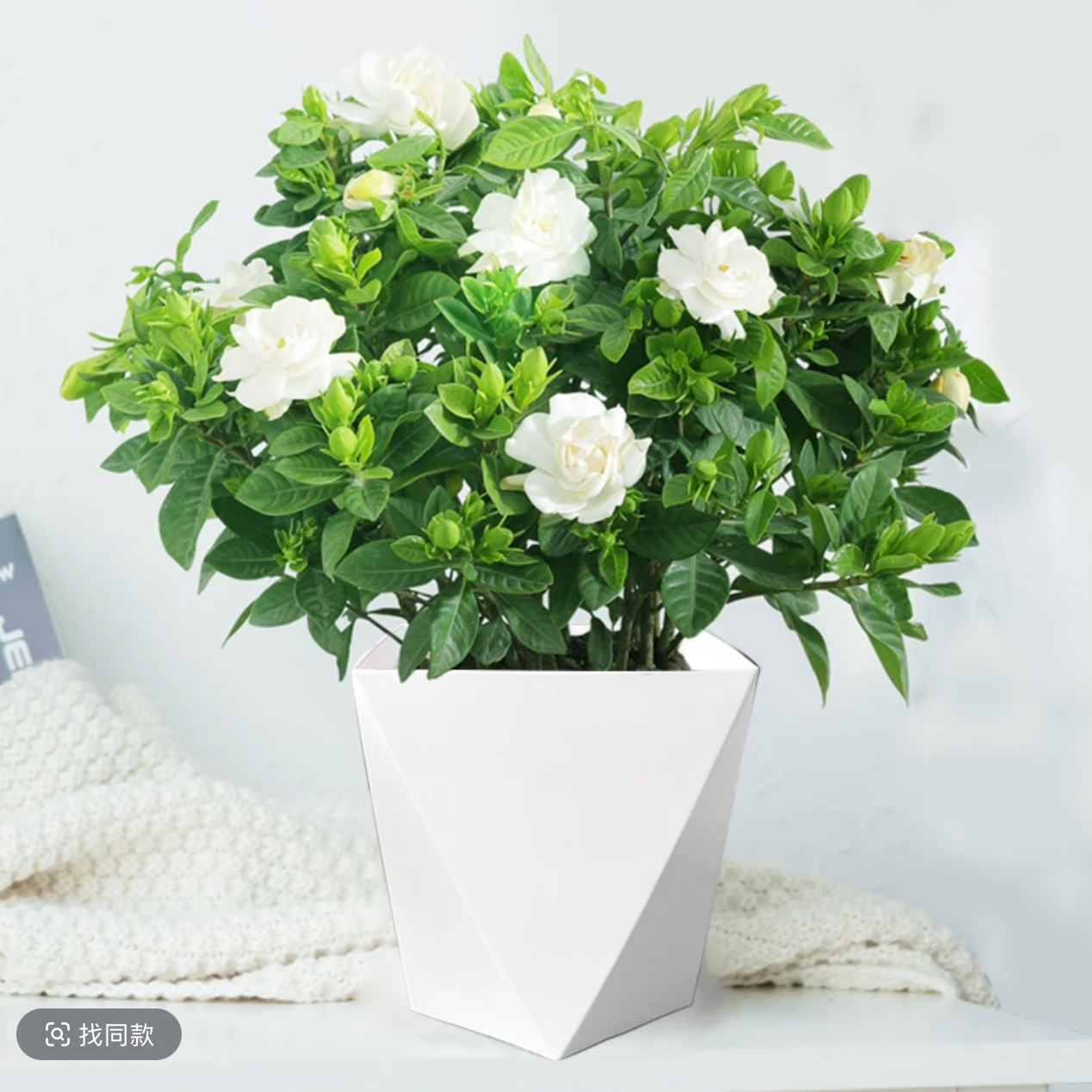 栀子花浓香型盆栽花卉室内植物花苞四季水培好养绿植净化空气开花